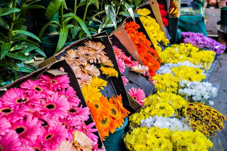 Buckets of colorful gerbera daisies and chrysanthemums for sale at a flower market stall